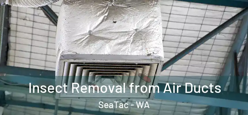 Insect Removal from Air Ducts SeaTac - WA
